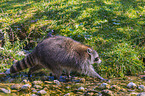 raccoon