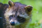 northern raccoon