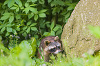 northern raccoon