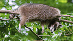 Raccoon on branch