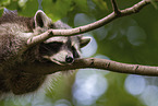 Raccoon on branch