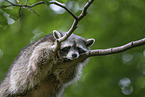Raccoon on branch