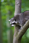 Raccoon on branch