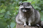 raccoon