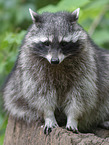 raccoon