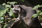 raccoon