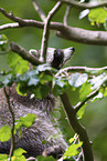 Raccoon on branch