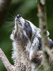 Raccoon on branch