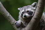 Raccoon on branch