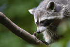 Raccoon on branch