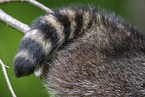 Raccoon on branch