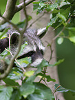 Raccoon on branch