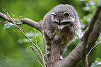 Raccoon on branch