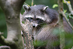 Raccoon on branch