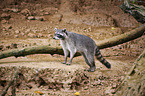 northern raccoon