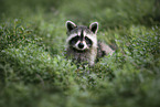 northern raccoon