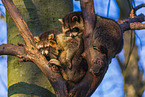 northern raccoons