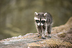 young raccoon