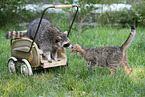 northern raccoon and cat