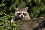 northern raccoon