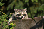 northern raccoon