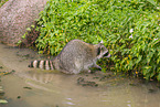 northern raccoon