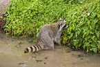 northern raccoon