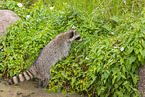 northern raccoon