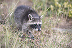northern raccoon