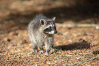 northern raccoon