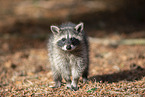 northern raccoon