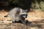 northern raccoon