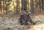 Raccoon and Lynx