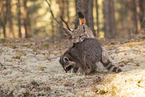 Raccoon and Lynx
