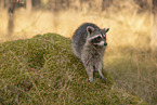 Raccoon