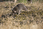 Raccoon and Lynx