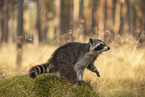 Raccoon