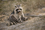 Raccoon