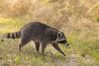 Raccoon