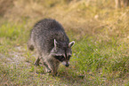 Raccoon