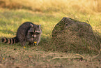 Raccoon