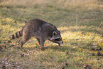 Raccoon