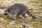 Raccoon