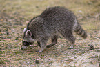 Raccoon