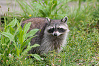 northern raccoon