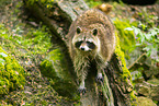 northern raccoon