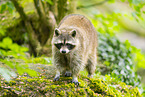 northern raccoon