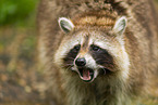 northern raccoon
