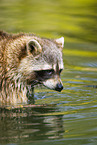 raccoon