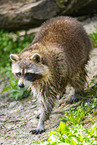 raccoon